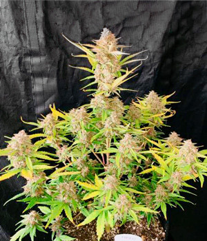 Пожелтевший куст конопли