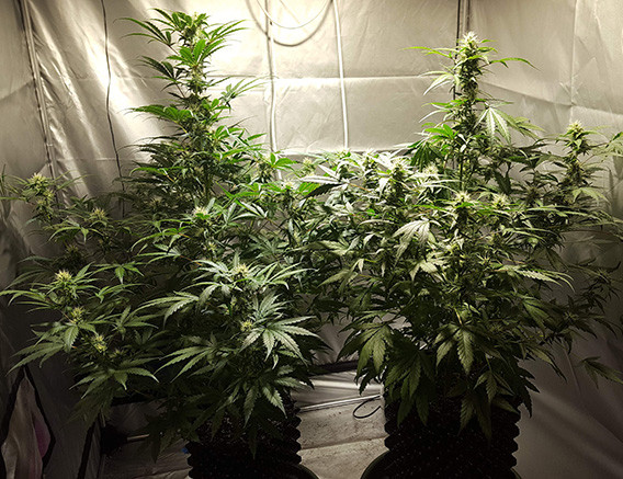 Выращивание Auto White Widow в гроутенте