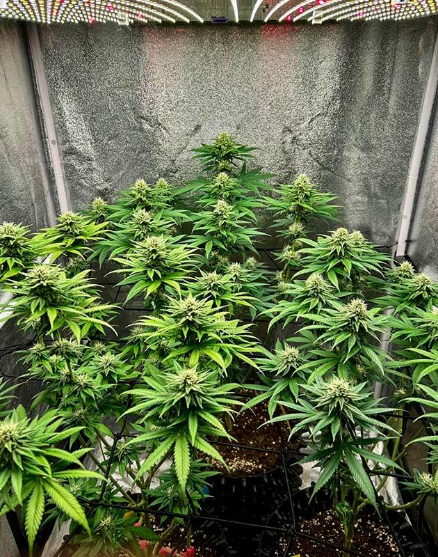 Конопля ростом 65 см