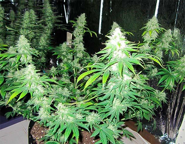 Куст 10th Planet R1 от Ethos Genetics на 12 неделе