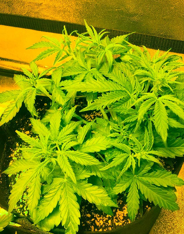 Появление точек роста шишек