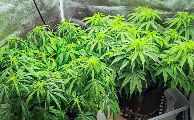 Листья конопли светло зеленого цвета