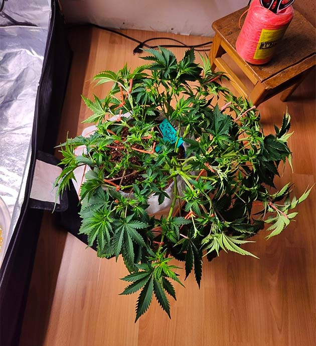 Перевод на цветение растения Dozy Doz