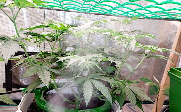 Куст Booberry Cookies RBX на 7 неделе выращивания