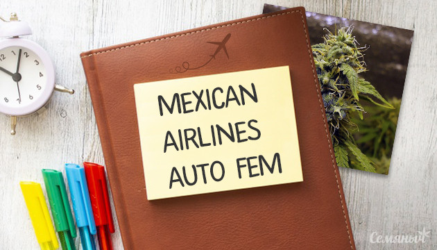 Гроурепорт сорта Mexican Airlines auto от Fast Buds