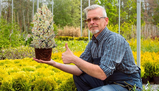 Гровер в саду с коноплей