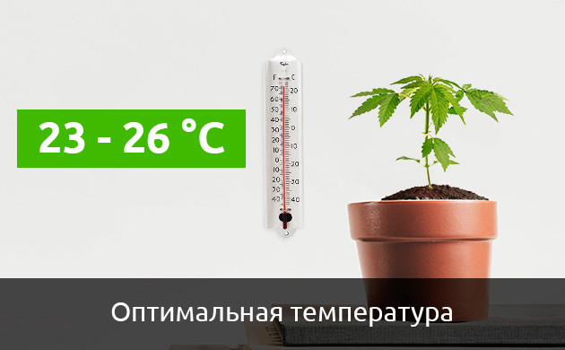 Автоцветущие сорта конопли и температура