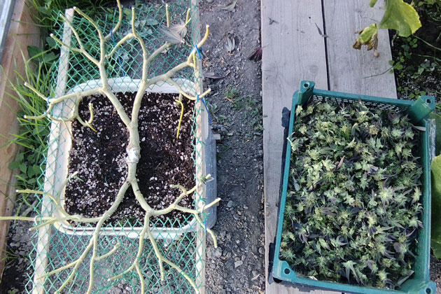 Срезанные шишки конопли