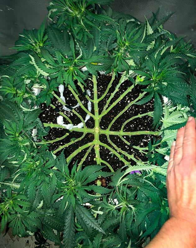 Рост в высоту: удачная пересадка и новые сантиметры