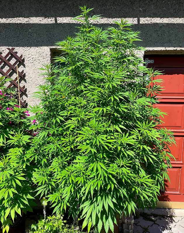 Начало цветения Bruce Banner #3