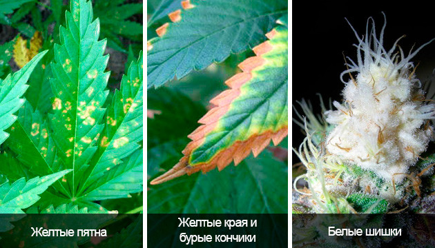 Визуальные признаки светового ожога