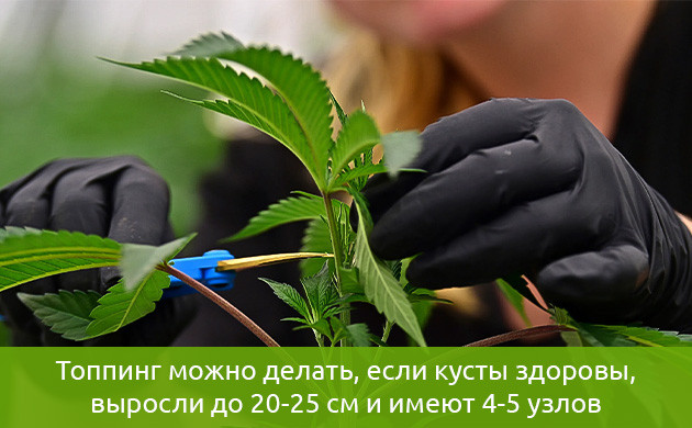 Время для топпинга конопли