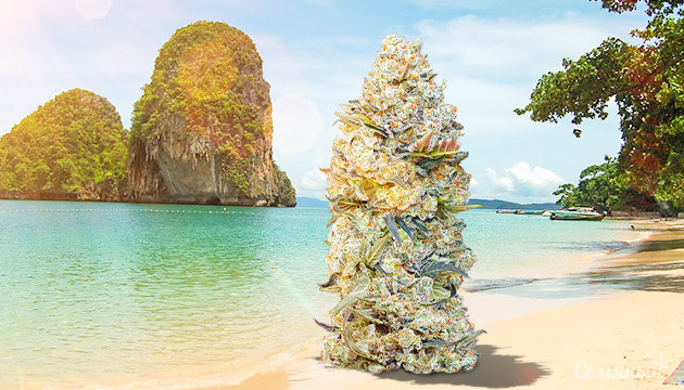 Марихуана в Тайланде