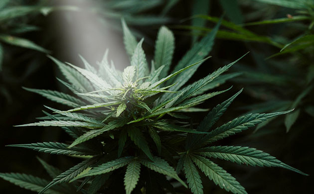 Ревегетация конопли