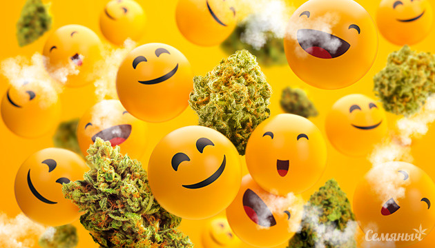 Отпразднуйте день смеха с веселящими сортами