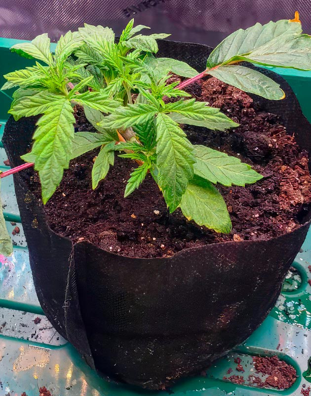 2 неделя роста марихуаны