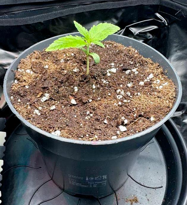 Росток Mimosa Evo на 2 неделе выращивания