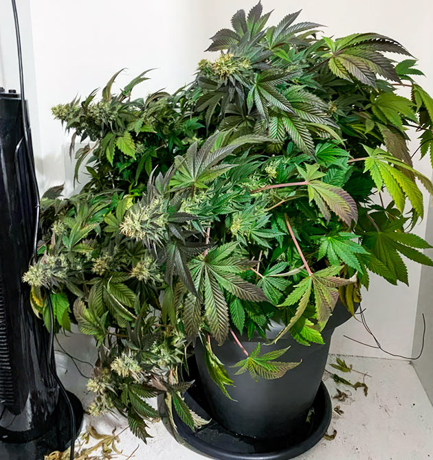 Перегрузка азотом: слабые стебли и тяжелые соцветия