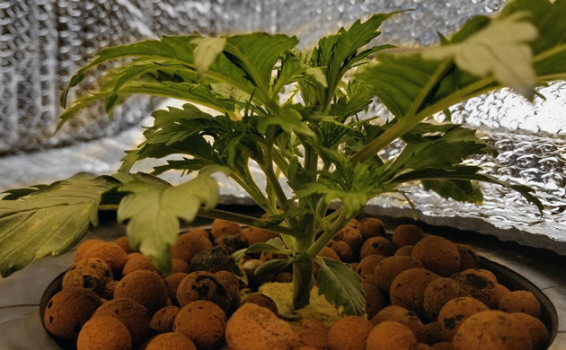 Каннабис Lemon AK auto fem на 17 день грова