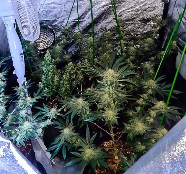 Установка подпорок в горшках