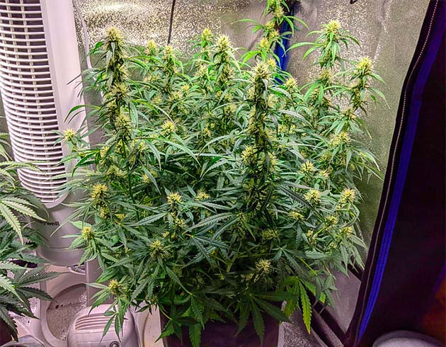 Куст конопли до дефолиации