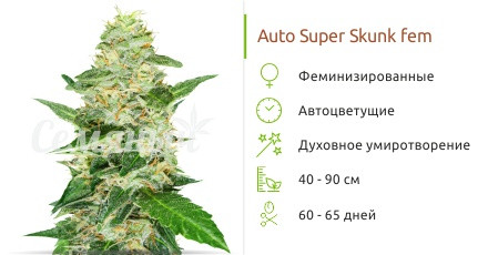 Auto Super Skunk от Семяныча