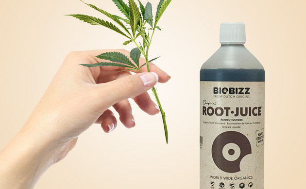 Использование жидкого стимулятора для черенка конопли