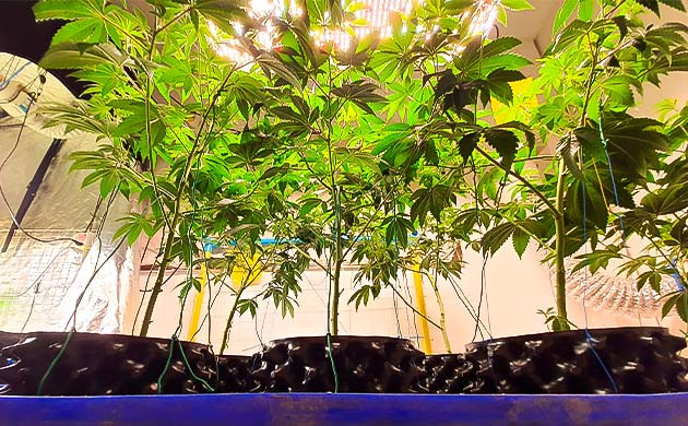 Куст End Game RBX EC #4 Line на 5 неделе выращивания