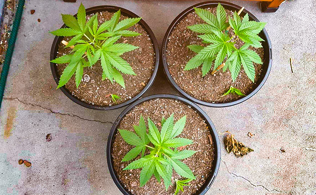 Гроурепорт сорта Pineapple Chunk