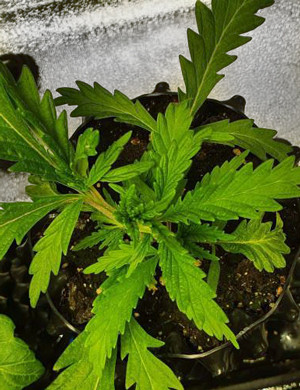 Листья другой формы