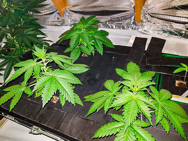 Гроурепорт сорта Shiskaberry