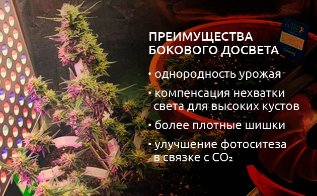 Использование бокового освещения при выращивании конопли