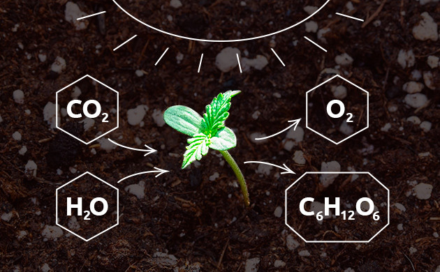 Фотосинтез и выживание каннабиса