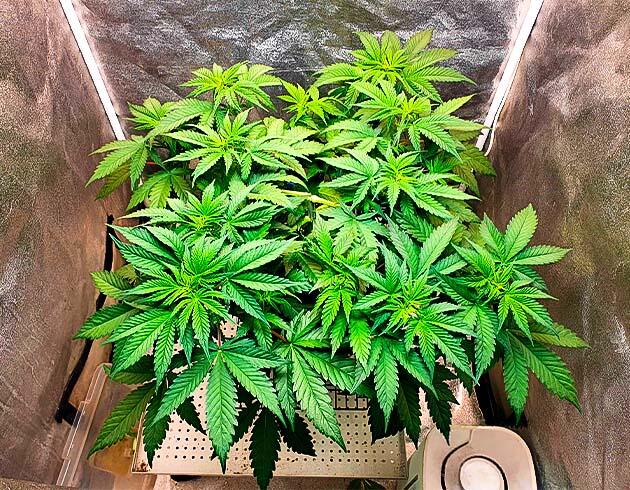 5 неделя вегетации RS11 от 7CH American