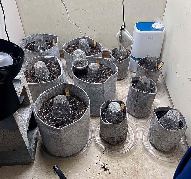 Проращивание Mac n’ Jack R1