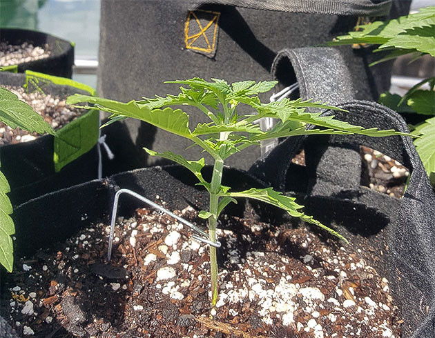 Куст конопли высотой 12см