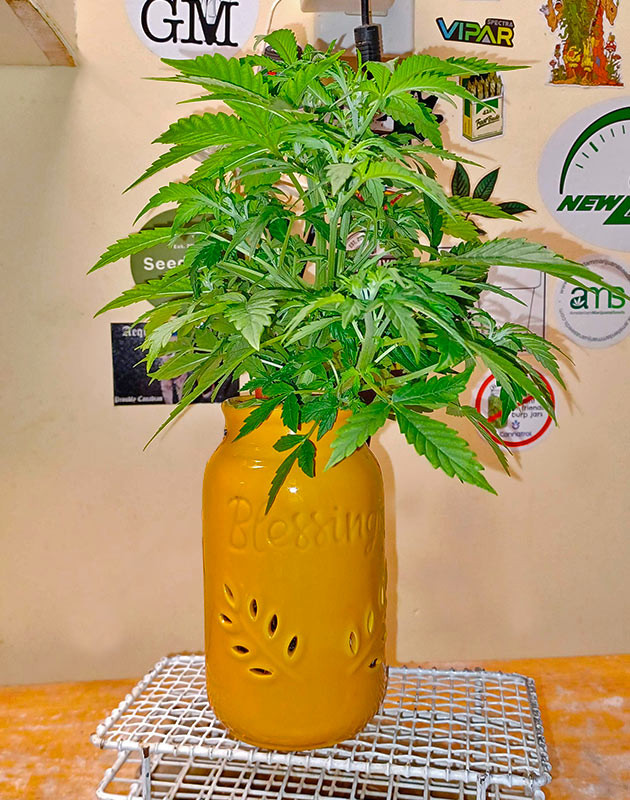 Куст Sour Diesel Auto от Herbies Seeds на 4 неделе