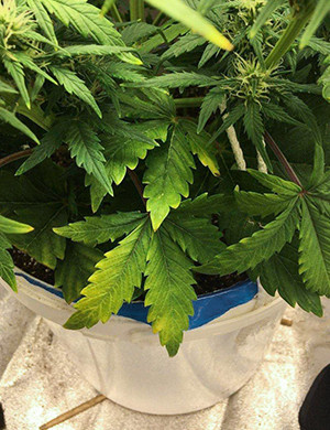 Пожелтевшие листья конопли