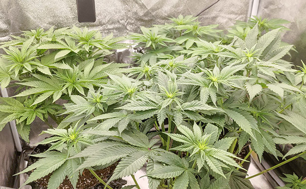 Lemon Tree: равенство в росте