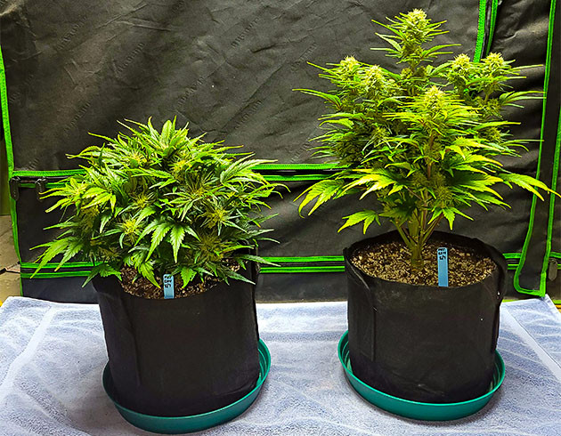 Аромат, фото и ожидания Apricot Auto