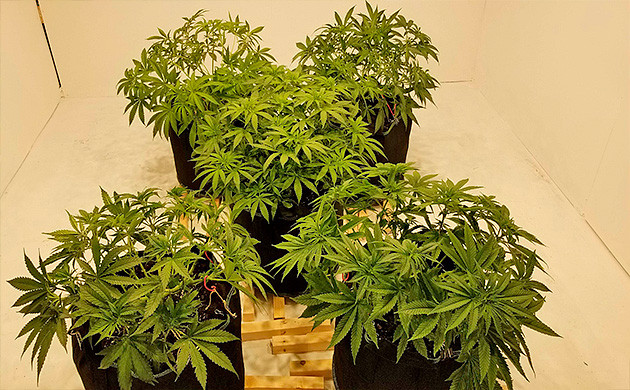 Конопля Amherst Sour Diesel