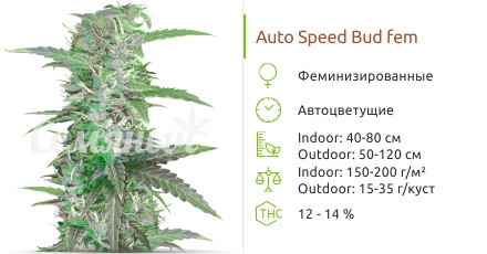 Auto Speed Bud от Female Seeds