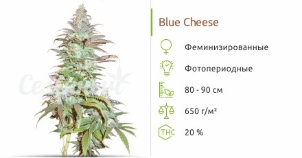 Blue Cheese fem от Barney’s Farm