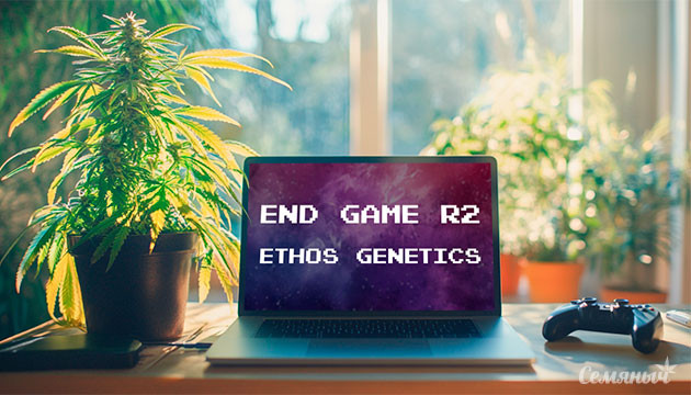 Гроурепорт сорта End Game R2 от Ethos Genetics