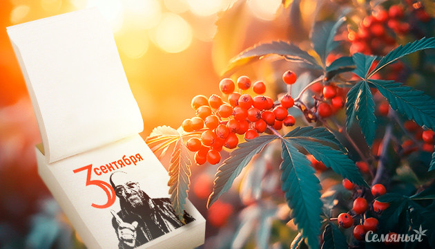 Сорта конопли на 3-е сентября от Шуфутинского