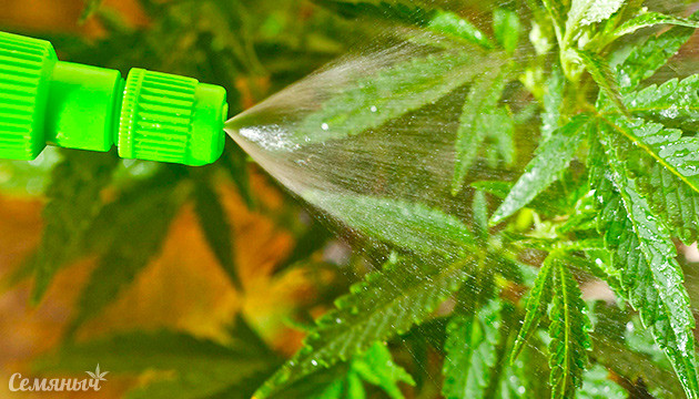 Внекорневая подкормка конопли
