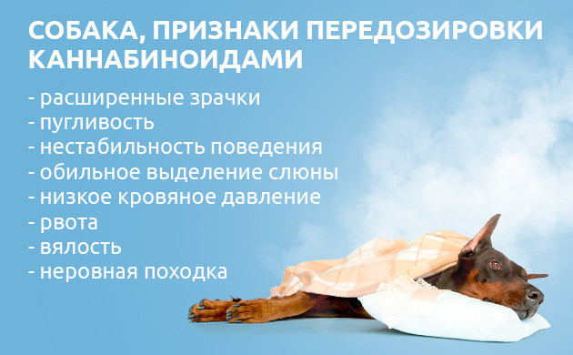 Негативное признаки передозировки каннабиноидами у собак