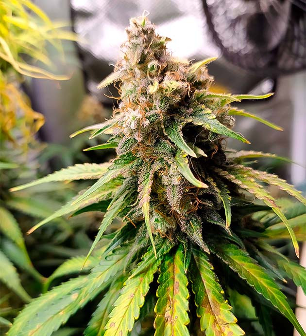 Трихомы на шишках конопли