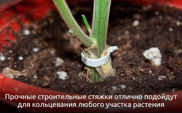 Какой материал подходит для кольцевания конопли?