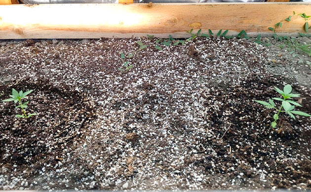 Ростки Grand Gorilla Purple Auto от Семяныча на 3 неделе